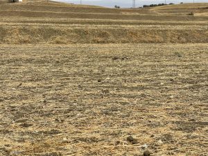 REF. N-84 Finca en Cerralba, Cartama.