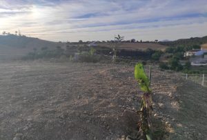 Se vende finca rústica con escritura propia, situada a 300m de la carretera Alhaurín de la Torre – Alhaurín el Grande
