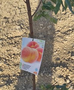 Se vende finca rústica con escritura propia, situada a 300m de la carretera Alhaurín de la Torre – Alhaurín el Grande