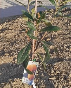 Se vende finca rústica con escritura propia, situada a 300m de la carretera Alhaurín de la Torre – Alhaurín el Grande