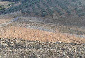 Se vende finca rústica con escritura propia, situada a 300m de la carretera Alhaurín de la Torre – Alhaurín el Grande