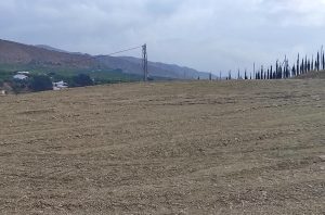 Se vende finca rústica con escritura propia, situada a 300m de la carretera Alhaurín de la Torre – Alhaurín el Grande